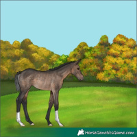 Horse Color:Brown Dun Rabicano
