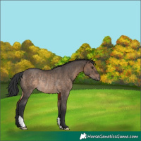 Horse Color:Brown Dun Rabicano