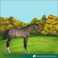 Horse Color:Brown Dun Rabicano 