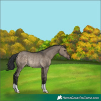 Horse Color:Brown Dun Rabicano 