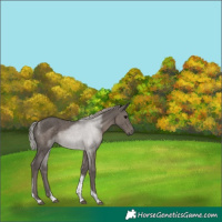 Horse Color:Silver Black Tobiano 