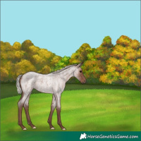 Horse Color:Silver Blue Roan
