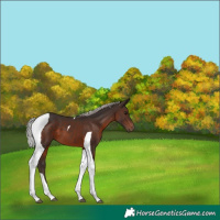 Horse Color:Silver Brown Tobiano 