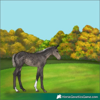 Horse Color:Silver Smoky Black Tobiano 