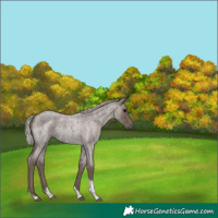 Horse Color:Silver Blue Roan Tobiano 