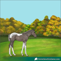 Horse Color:Silver Black Tobiano 