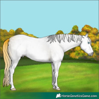 Horse Color:Gray Grullo Splash Rabicano