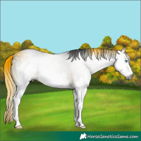 Horse Color:Gray Grullo Splash Rabicano 