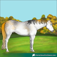 Horse Color:Gray Grullo Splash Rabicano 