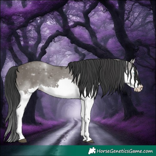 Horse Color:Grullo Splash Rabicano 