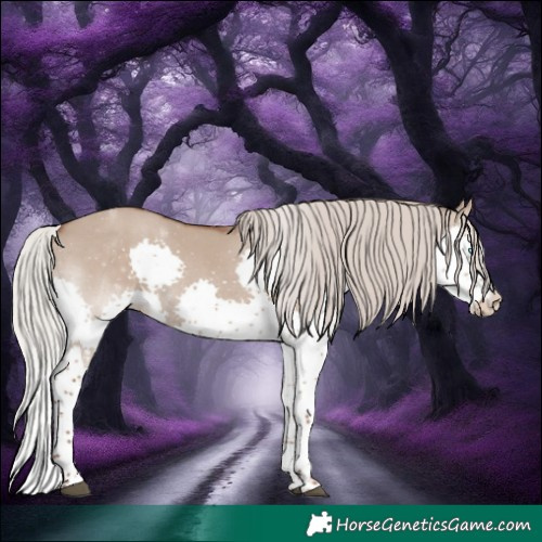 Horse Color:Silver Grullo Sabino Splash Rabicano 