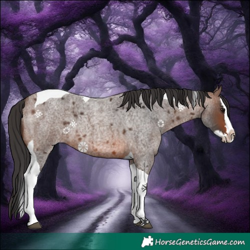 Horse Color:Brown Roan Splash Tobiano 