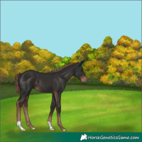 Horse Color:Unknown 