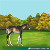 Horse Color:Unknown 
