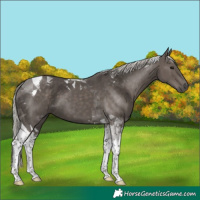 Horse Color:Silver Black Tobiano 