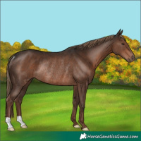 Horse Color:Liver Chestnut Rabicano 