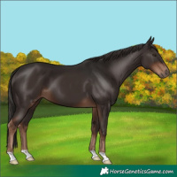 Horse Color:Liver Chestnut 