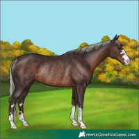 Horse Color:Silver Brown Rabicano 