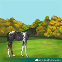 Horse Color:Liver Chestnut Tobiano Rabicano 