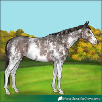Horse Color:Liver Chestnut Sabino Rabicano