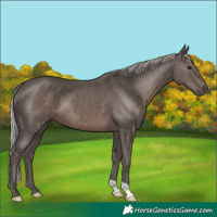 Horse Color:Silver Black