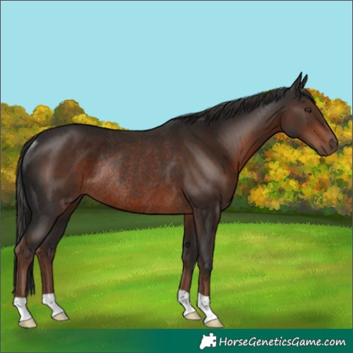 Horse Color:Liver Chestnut Rabicano