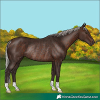 Horse Color:Silver Brown Rabicano 