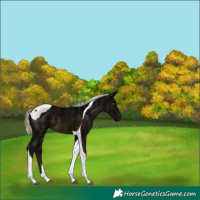 Horse Color:Midnight Silver Buckskin Tobiano 