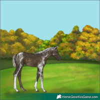 Horse Color:Silver Buckskin Tobiano Rabicano 