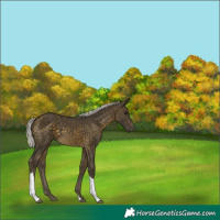 Horse Color:Silver Buckskin Tobiano 