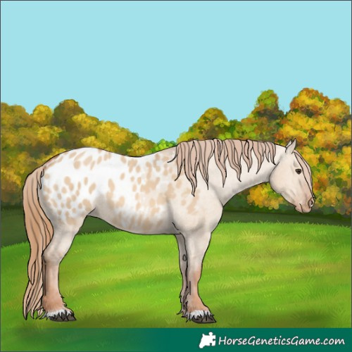 Horse Color:Red Dun Appaloosa 