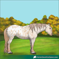 Horse Color:Red Dun Appaloosa