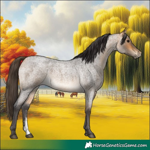 Horse Color:Buckskin Roan Sabino