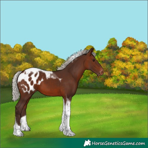 Horse Color:Silver Brown Tobiano Appaloosa 