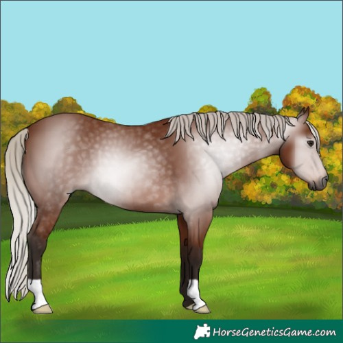 Horse Color:Gray Silver Bay 