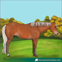 Horse Color:Silver Bay 