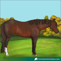 Horse Color:Liver Chestnut 