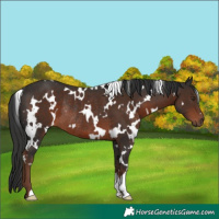 Horse Color:White Spotted Liver Chestnut Rabicano 