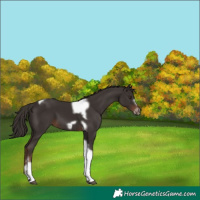 Horse Color:Liver Chestnut Tobiano Frame 