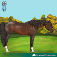Horse Color:Liver Chestnut 