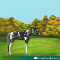 Horse Color:Gray Painted Black Tobiano