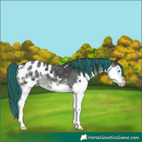 Horse Color:Painted Black Splash Appaloosa Rabicano
