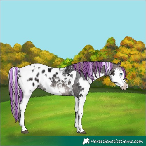 Horse Color:Platinum Painted Brown Ice Splash Tobiano Appaloosa 