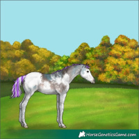 Horse Color:Gray Platinum Painted Silver Bay Splash Tobiano Appaloosa Rabicano