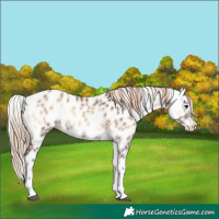 Horse Color:Liver Red Dun Onyx Tobiano Leopard Rabicano 