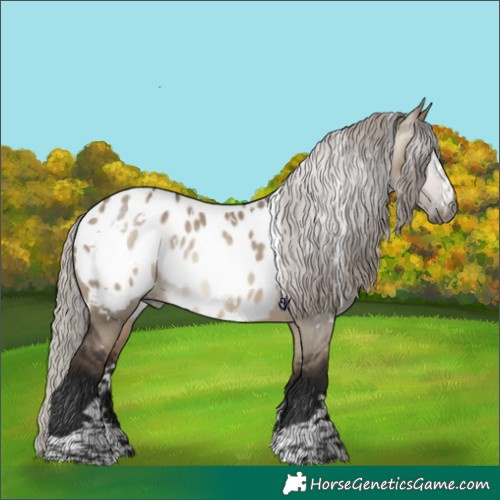 Horse Color:Gray White Spotted Silver Brown Dun Appaloosa Rabicano 