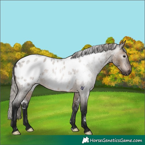 Horse Color:Gray White Spotted Silver Brown Roan Dun Appaloosa Rabicano 
