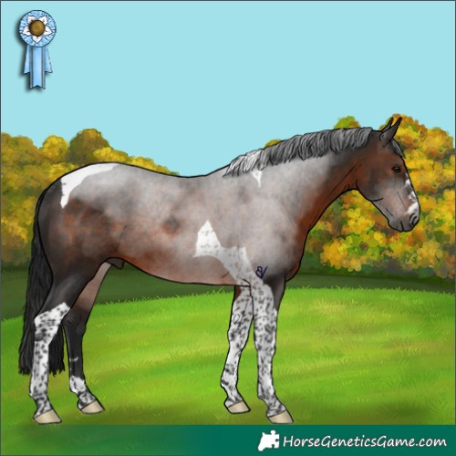 Horse Color:Gray Brown Tobiano Rabicano 