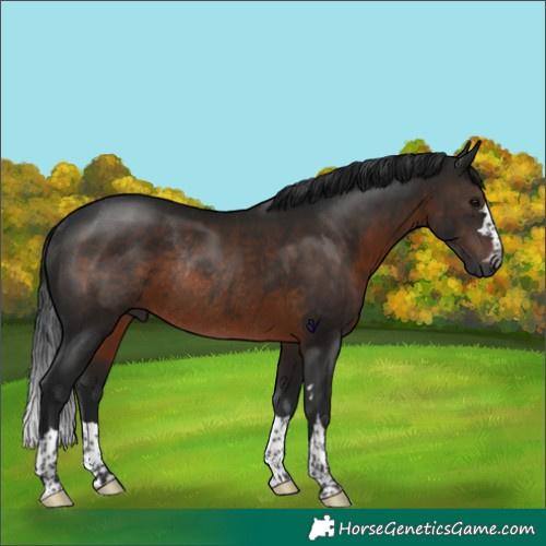 Horse Color:Gray Brown Rabicano 