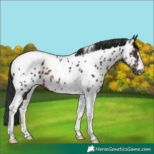 Horse Color:Brown Tobiano Appaloosa Rabicano 